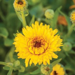 Calexis Yellow Calendula