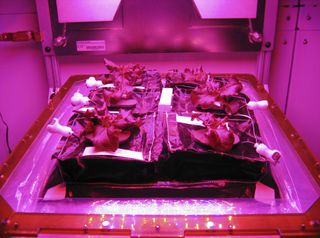 Researchers have grown various plants in space, including flowers and lettuce (shown here). The ISS Cotton Sustainability Challenge is calling on researchers to utilize the space environment to help make cotton production on Earth more sustainable.