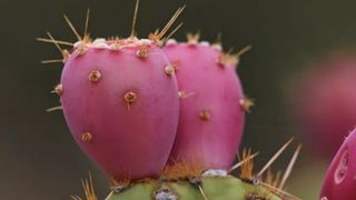 Prickly pear cactus head, a magenta bulb with large cactus spikes.