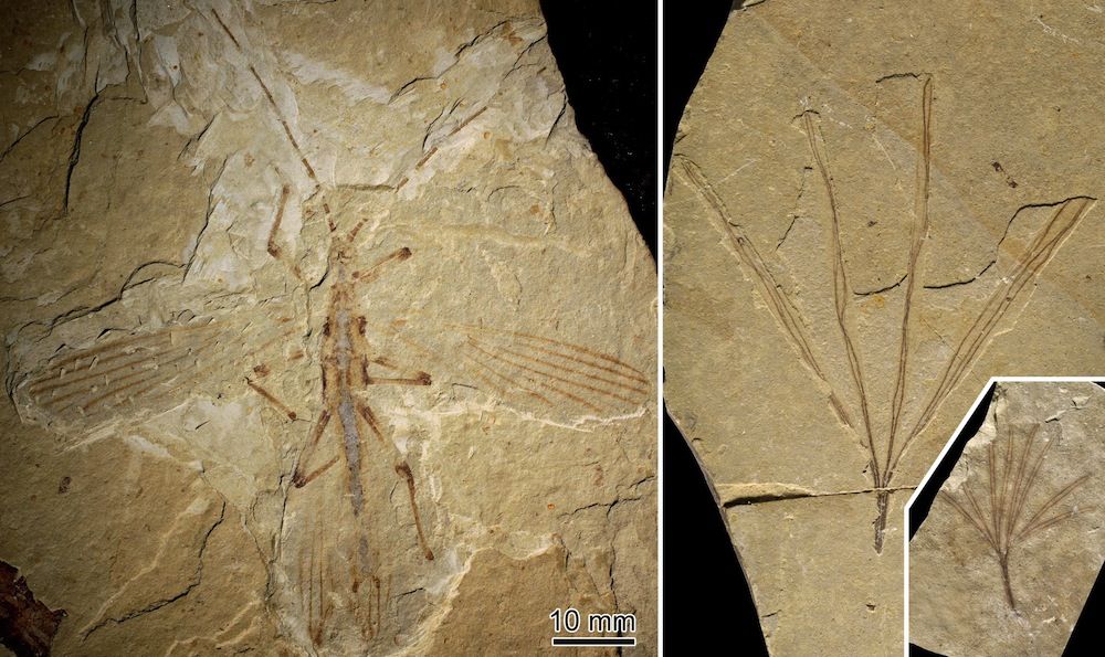 stick insect and plant fossil