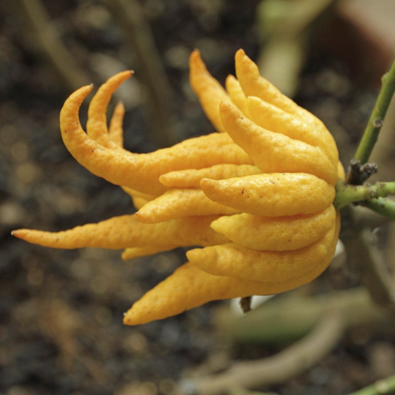 Yellow Buddha&amp;#39;s Hand Flower Tree