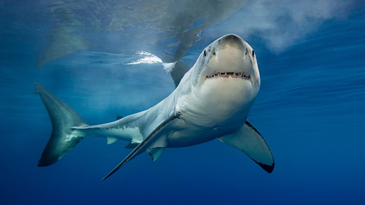 wife share hard shark teeth bite