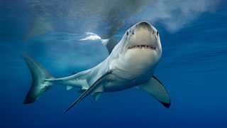 A great white shark looking directly at the camera