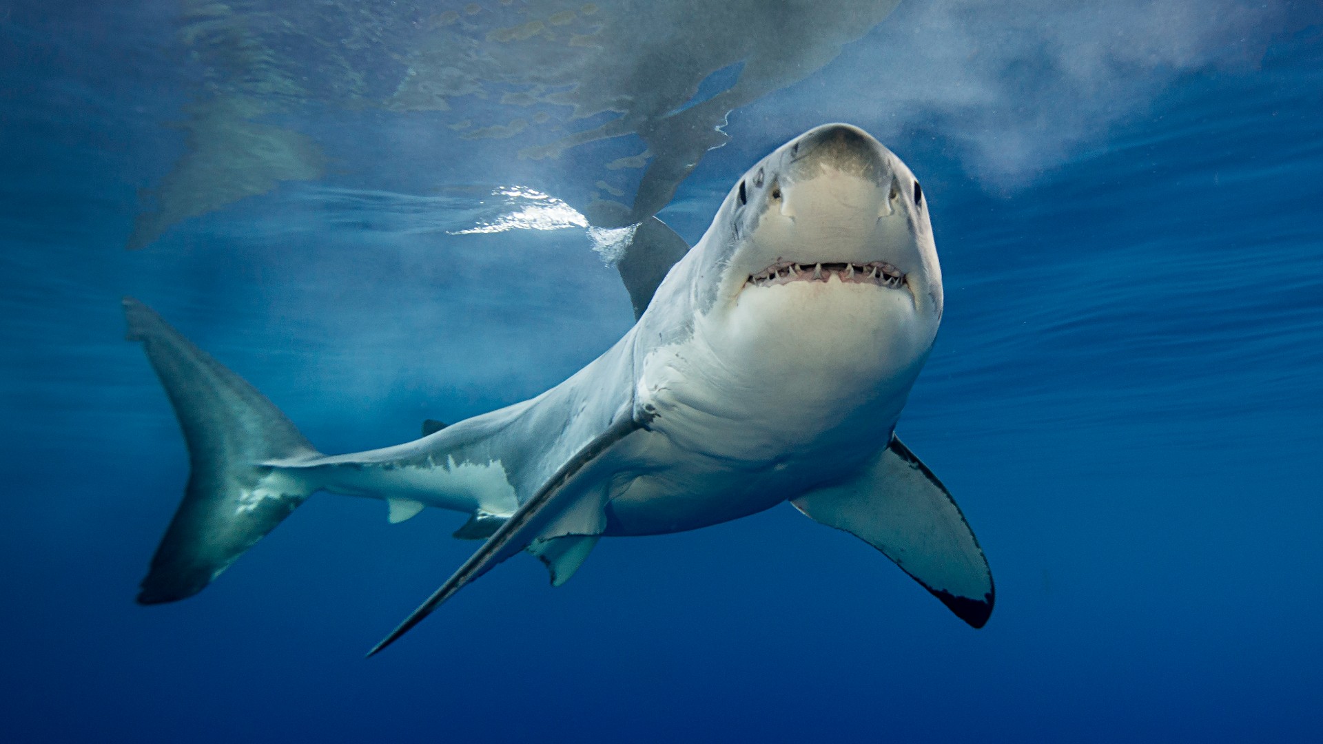 The Evolution of the Great White Shark - The New York Times