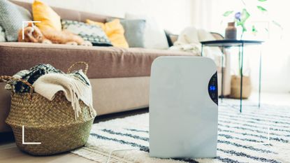 A dehumidifier on a rug in a living room for a guide on should you buy a dehumidifier for winter