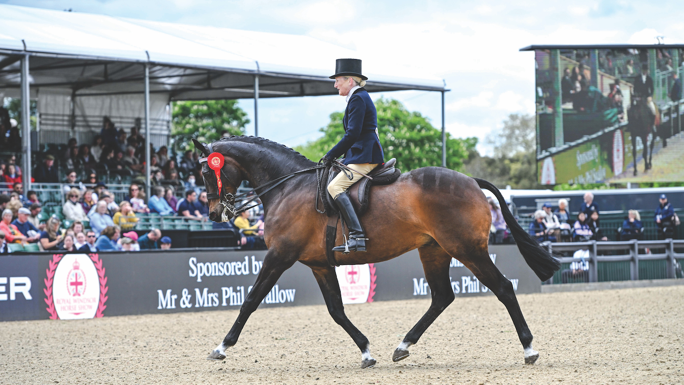 Retraining racehorses for showing: Minella Rebellion, a highly successful show horse