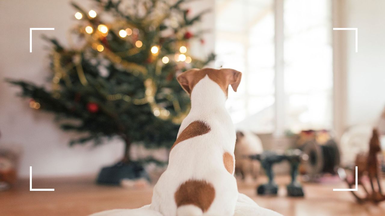 Picture of jack russel in front of xmas tree 