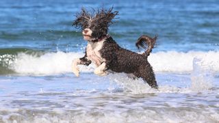 Portuguese water dog enjoying the sea