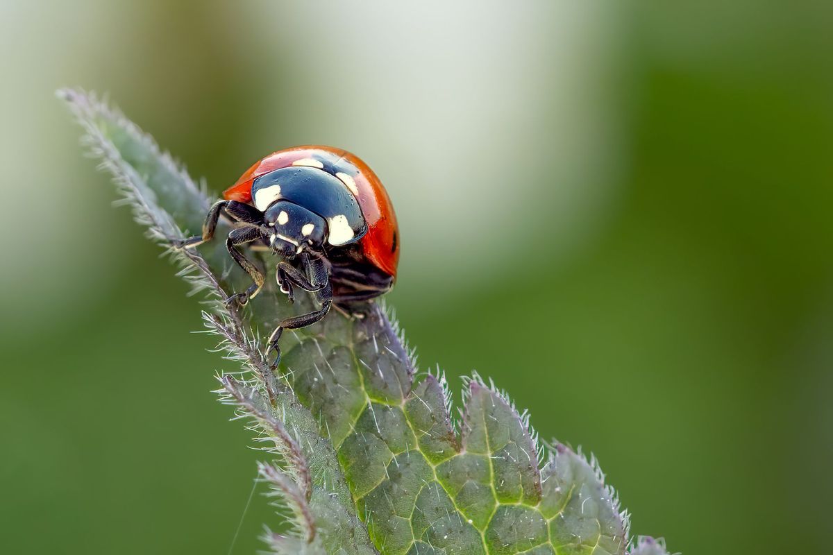 GuruShots -Macro View