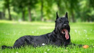 32 big dog breeds that make sensible pets