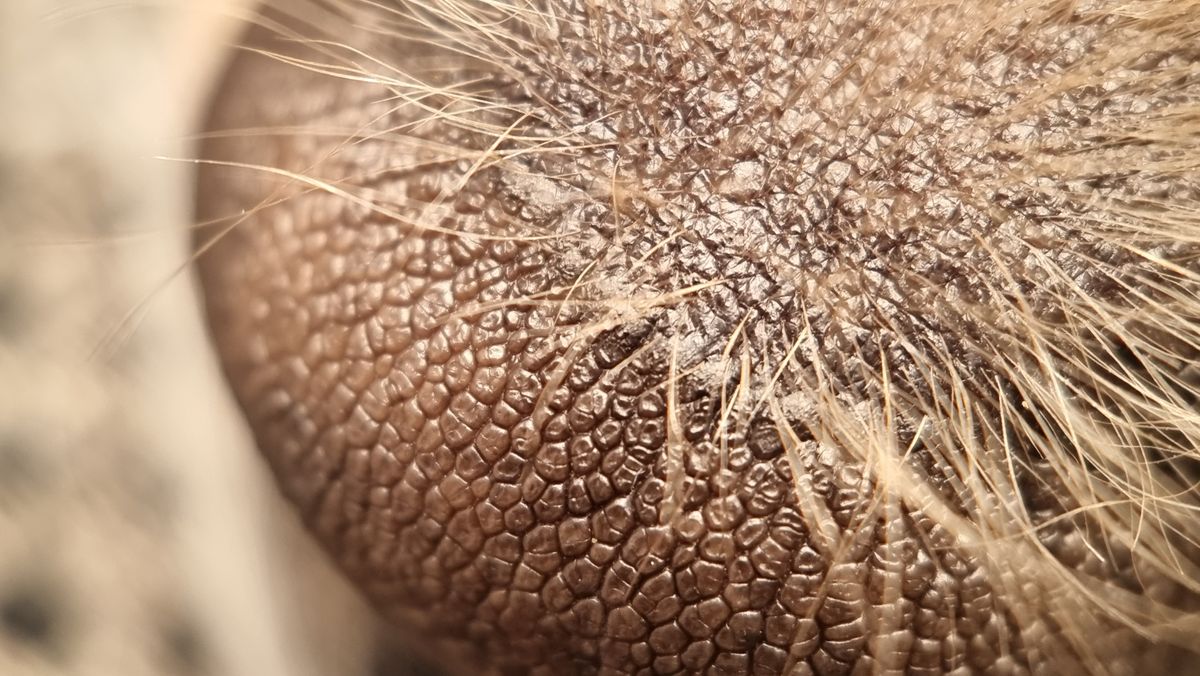 Moment Macro 10x lens review
