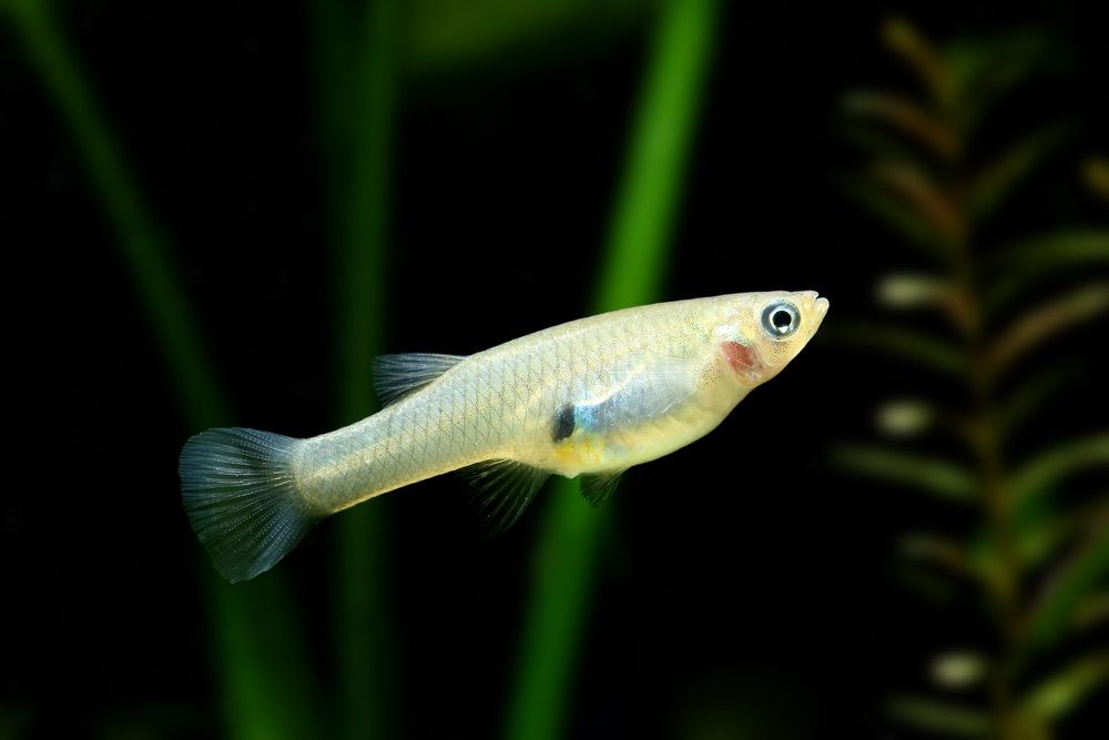 A western mosquitofish (&lt;em&gt;Gambusia affinis&lt;/em&gt;).