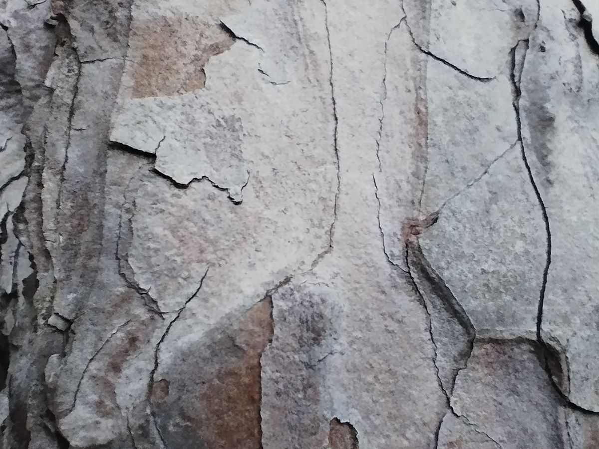 A Xiaomi Poco X4 Pro camera sample