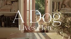 a husky sat on a juliette balcony with pale pink painted doors with bookcases either side