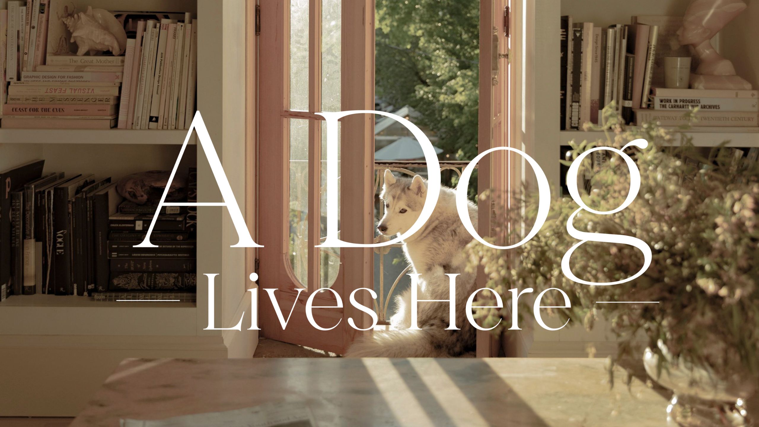 a husky sat on a juliette balcony with pale pink painted doors with bookcases either side