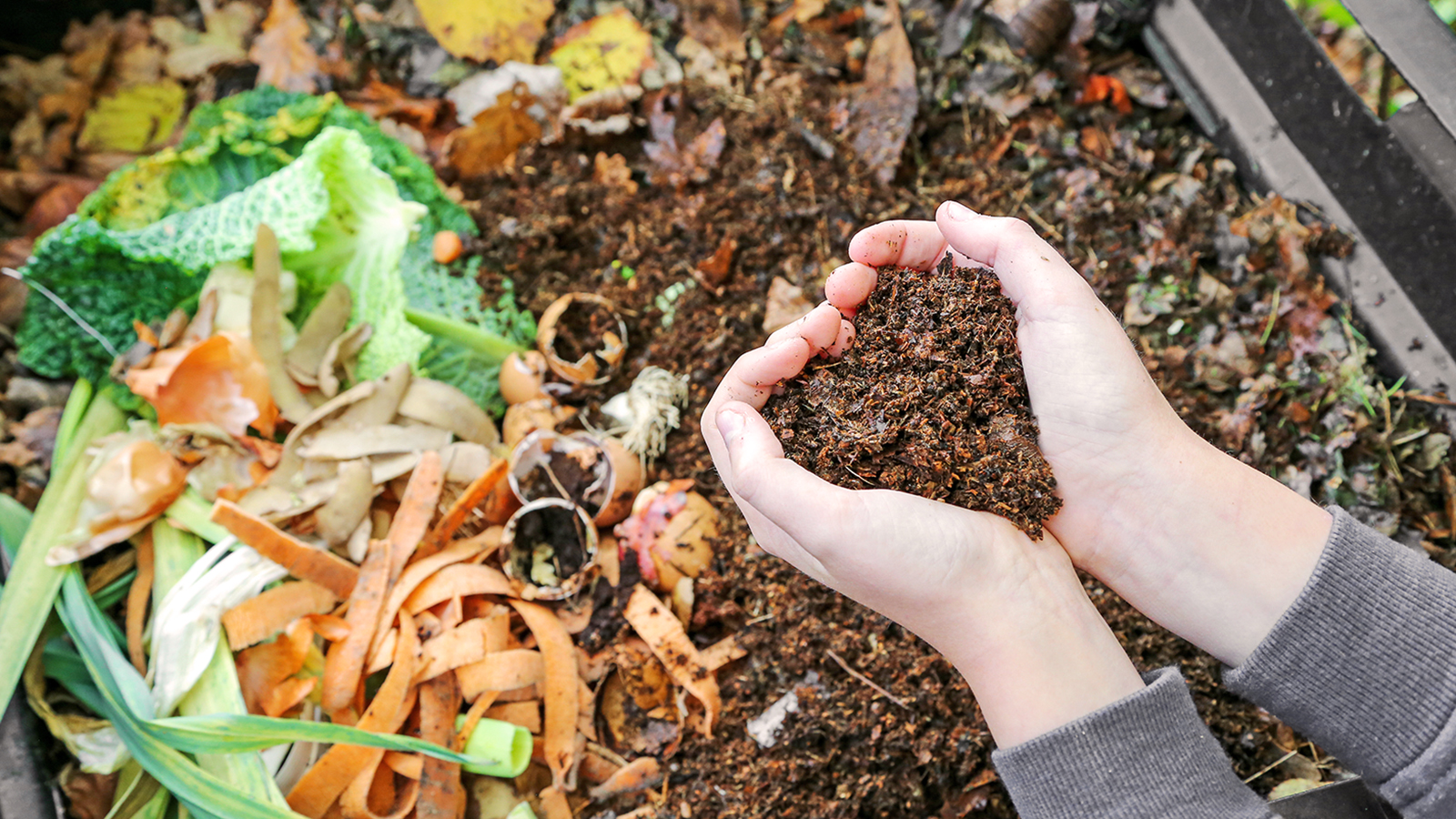 Gardener holds homemade compost above a compost bin filled with organic waste