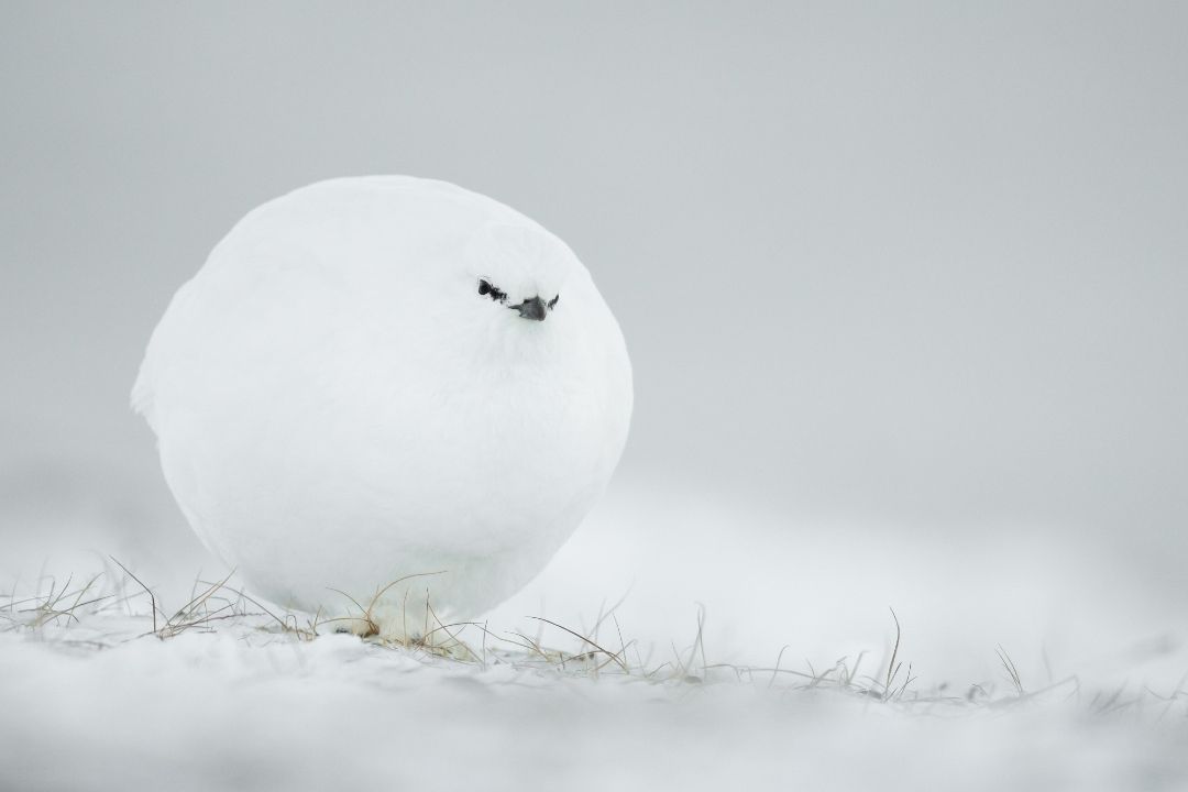Comedy Wildlife Photography