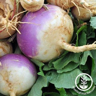 Turnip Seeds - Purple Top White Globe