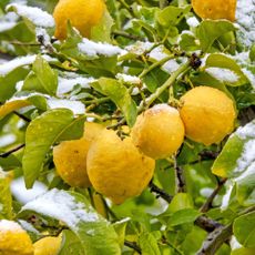 Lemon tree with leaves covered in snow