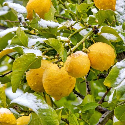 Lemon tree with leaves covered in snow