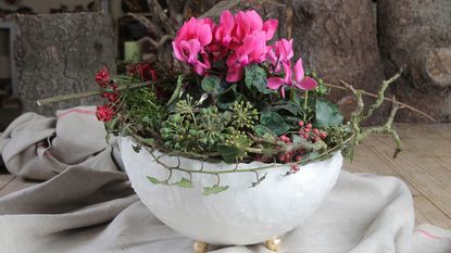 cyclamen arrangement in white ceramic bowl