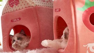 cute cat beds