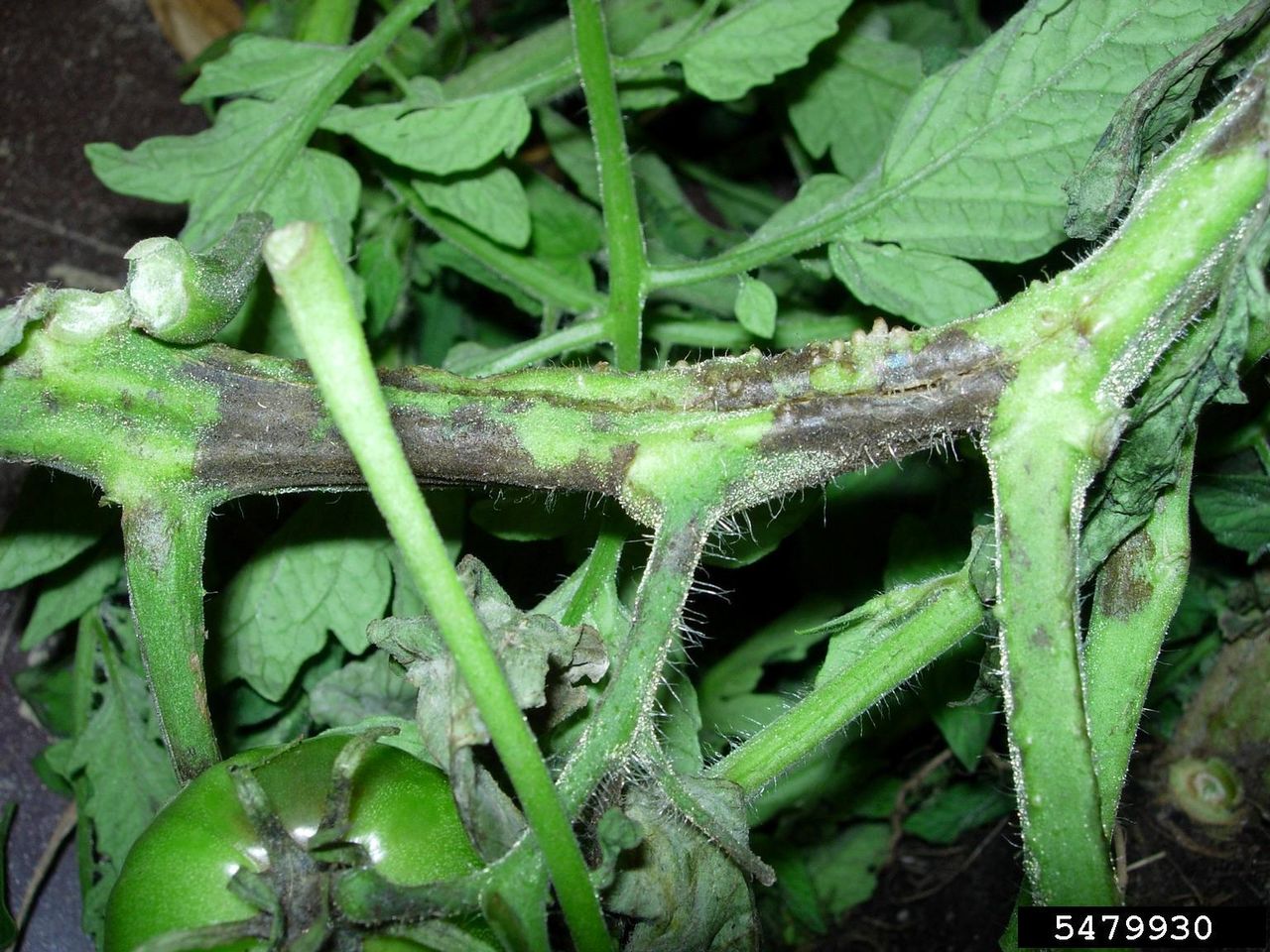 tomato black stem