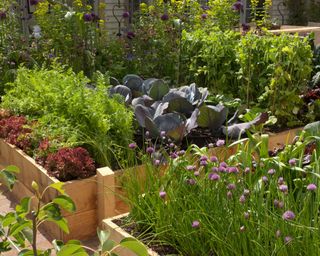 chives growing in raised beds with cabbages, lettuce, carrots and peas in summer garden
