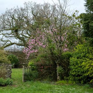 Lawn and flowerbed with magnolia tree in bloom beside an open gate.