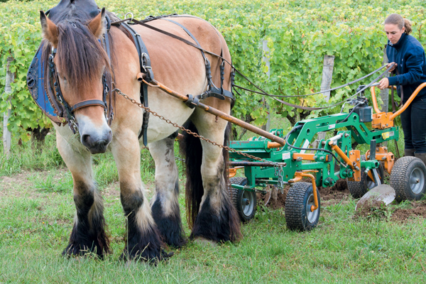 Working the vineyard at Ch&amp;acirc;teau La Clotte-Cazalis