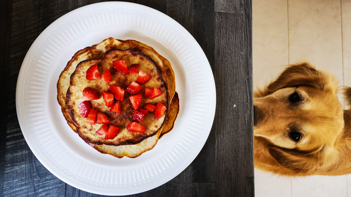 A plate of dog pancakes and strawberries on a worktop, with a dog looking up from below