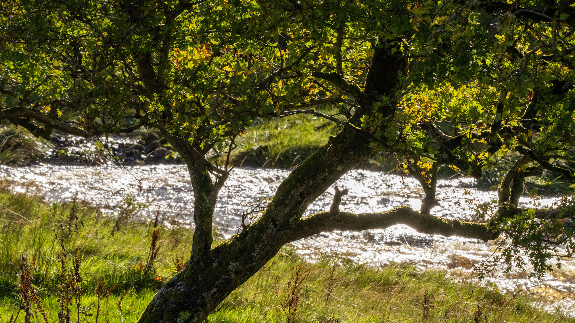 Snaizeholme Valley in the Yorkshire Dales