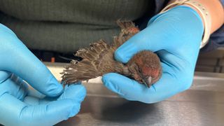 Bird with burns from LA fires being treated by a vet