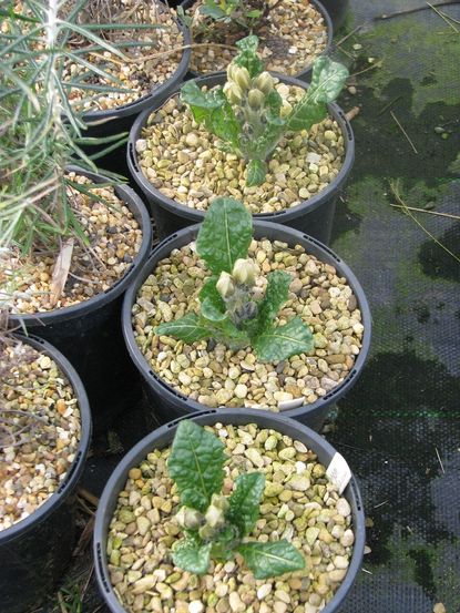 Individually Potted Mandrake Plants