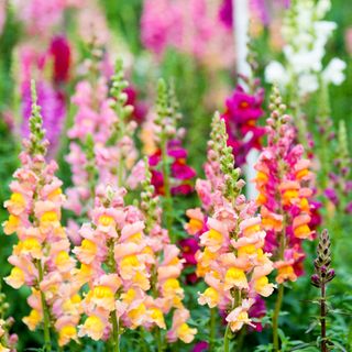 Colourful snapdragons in garden