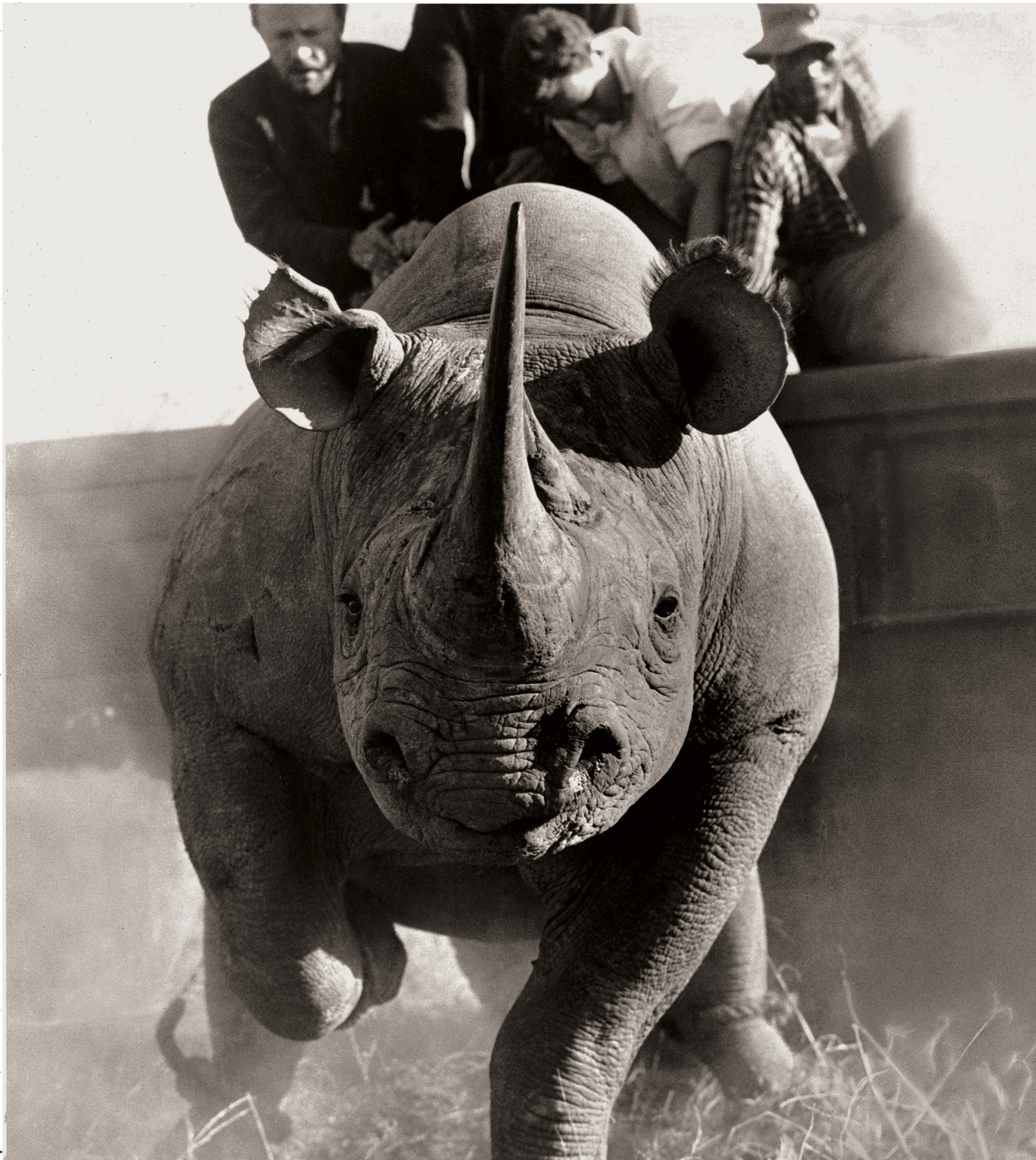 A black-and-white, low-angle shot of a rhinoceros charging toward the camera with several men visible in the background.