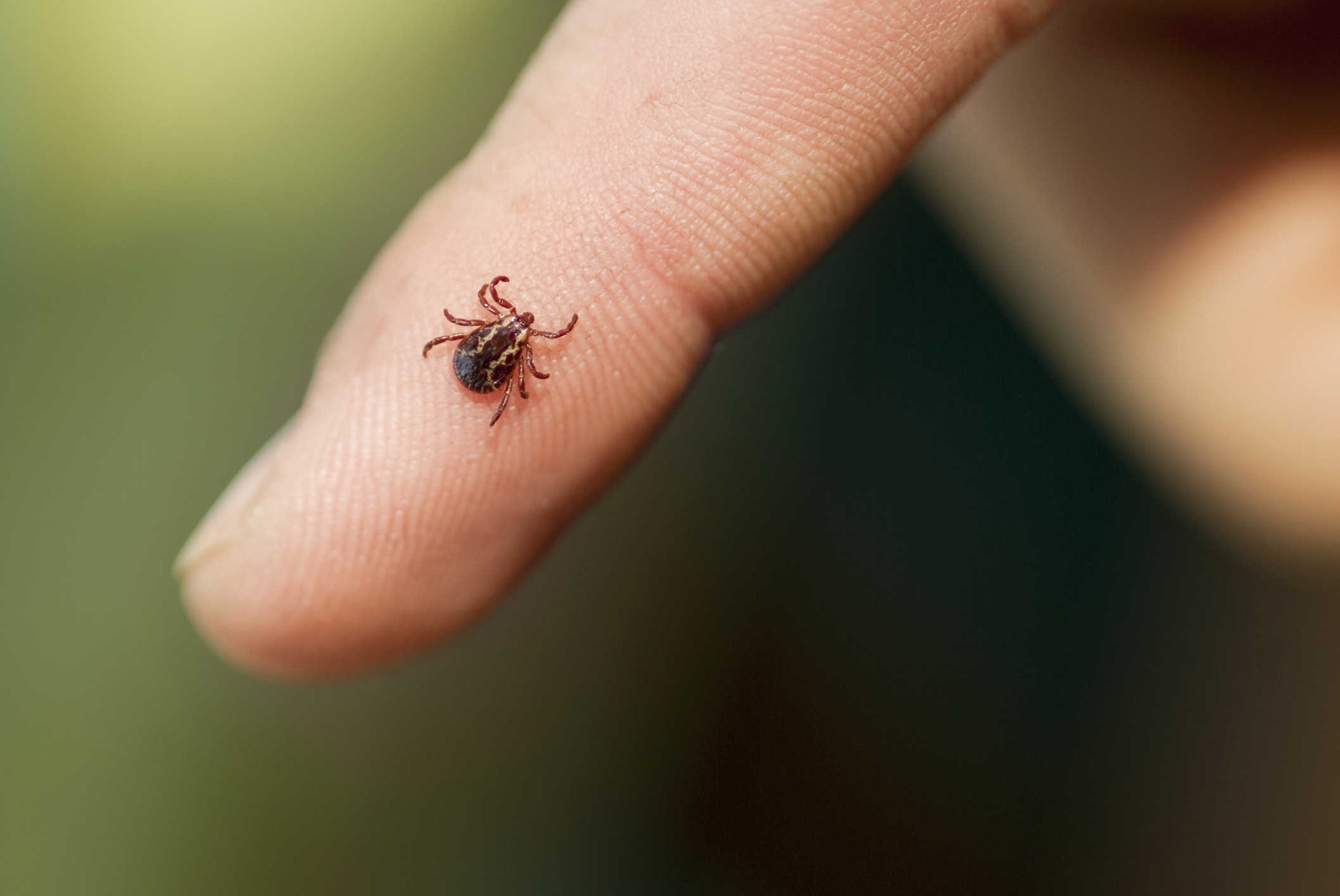 Tick