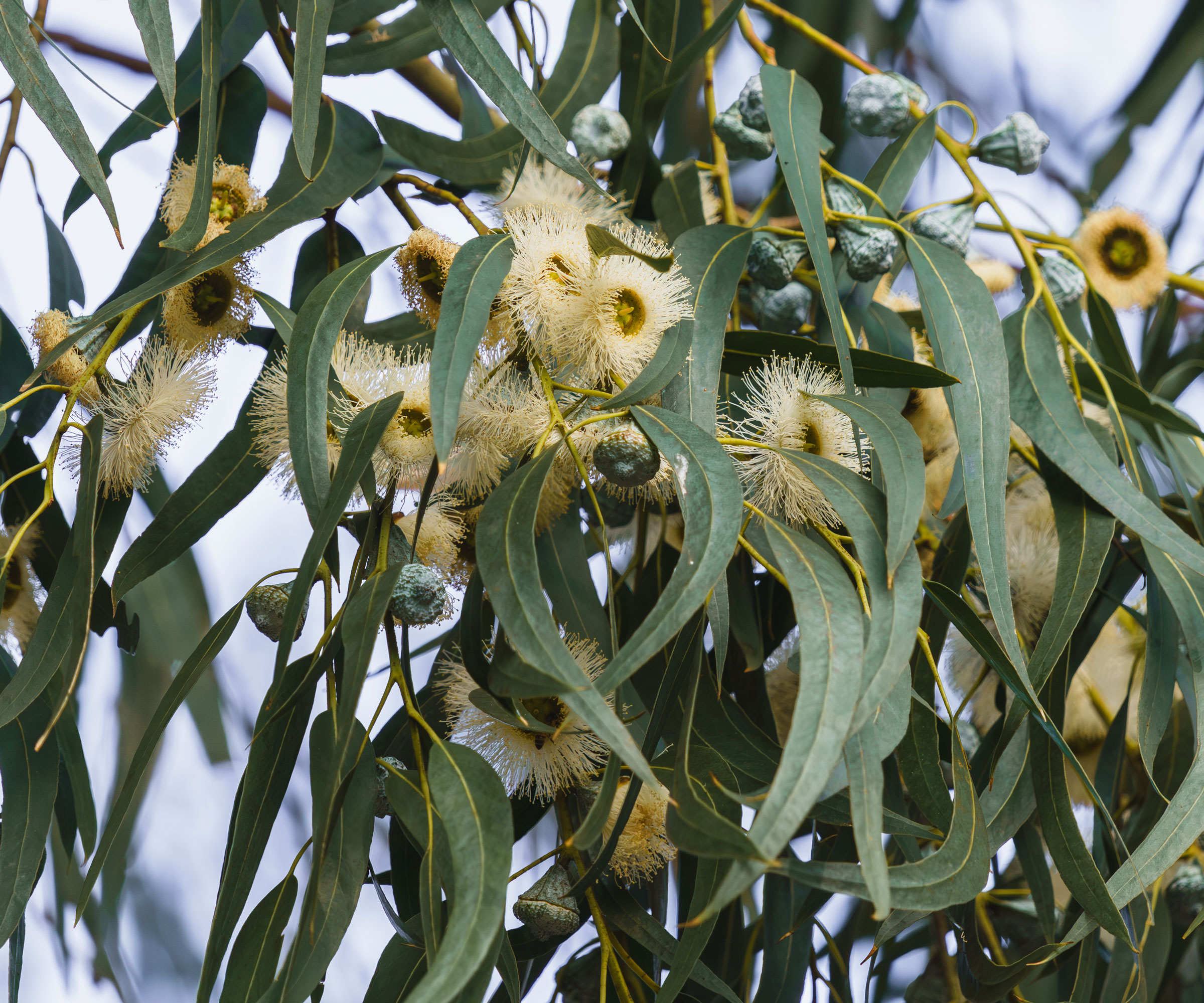 eucalytus tree with gum nuts