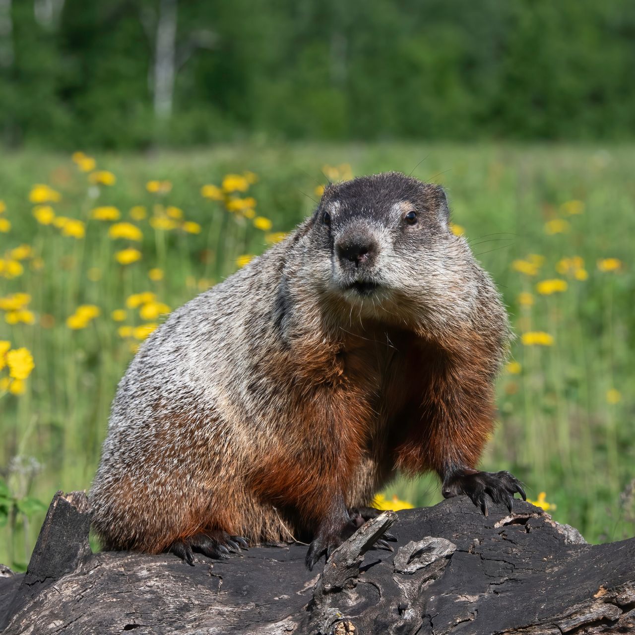 Groundhog on a log in a prairie