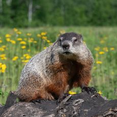 Groundhog on a log in a prairie