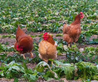 chickens in a vegetable patch