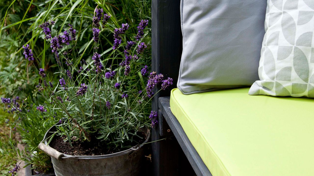 Lavender plant in metal bucket pot next to cushioned garden seat