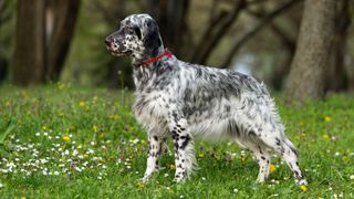 English Setter standing in a field