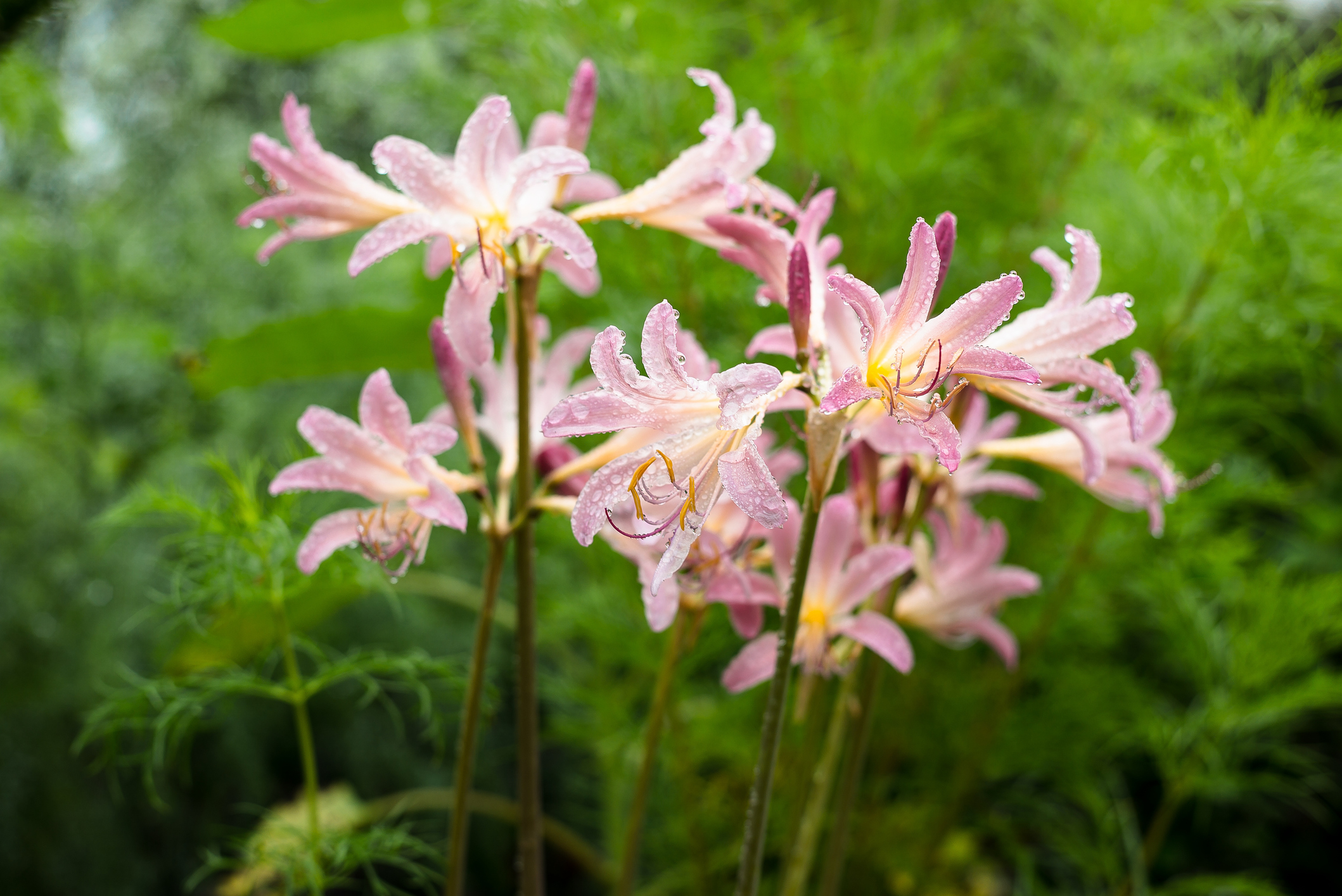 Pink agapanthus in the rain.