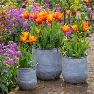 Tulip 'Ballerina' in metal pots