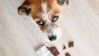 Dog looks guilty as he hovers over some chocolate on the floor