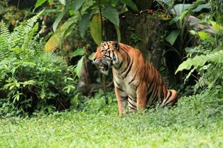 malayan-tiger-101116-02