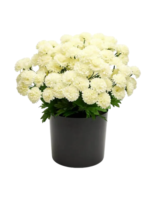 White Mum Arrangement