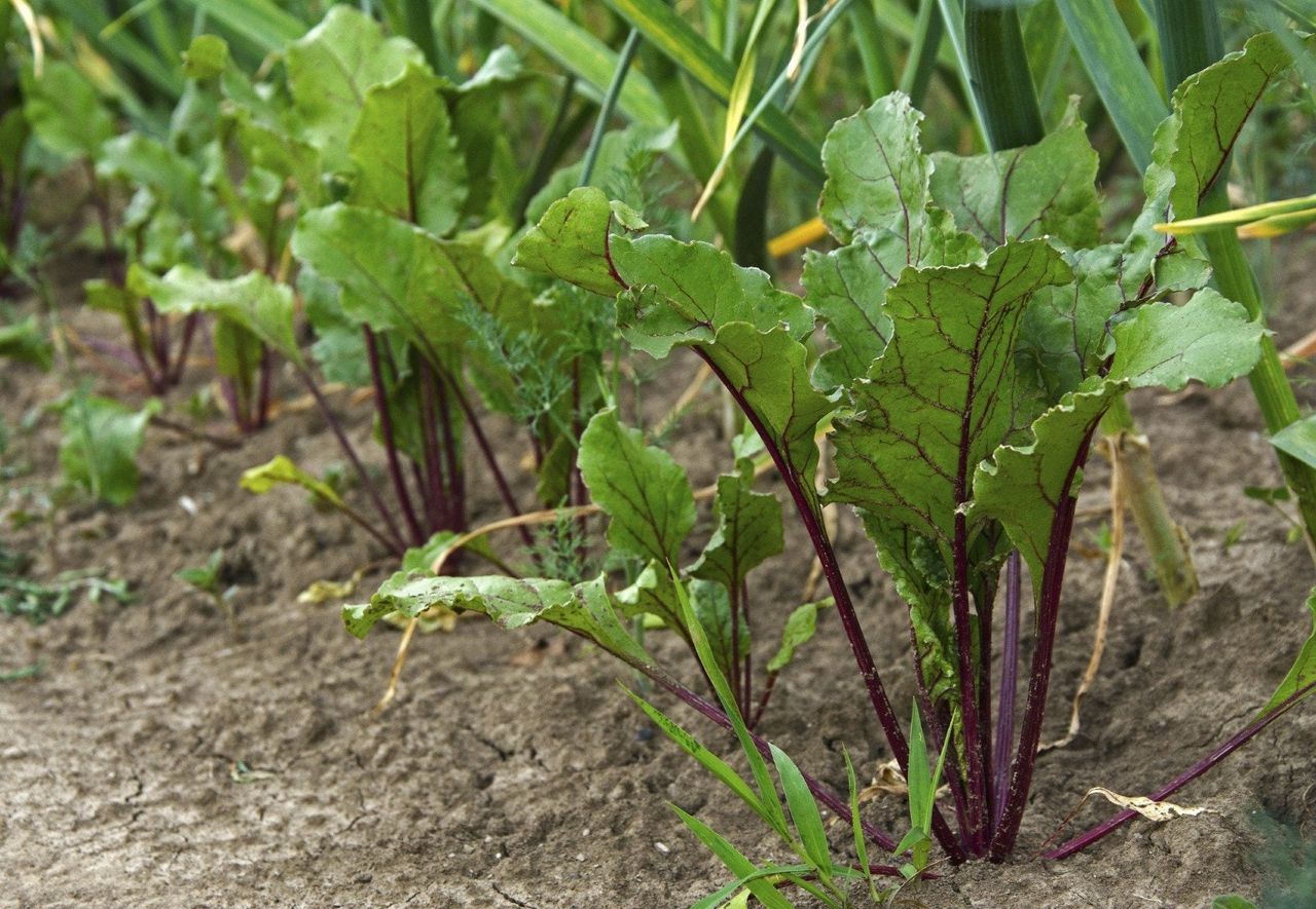 beet plant height