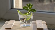 Mint cutting placed in a glass of water